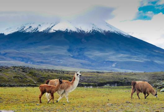 Cotopaxi vu de Lasso dans les Andes en Équateur
