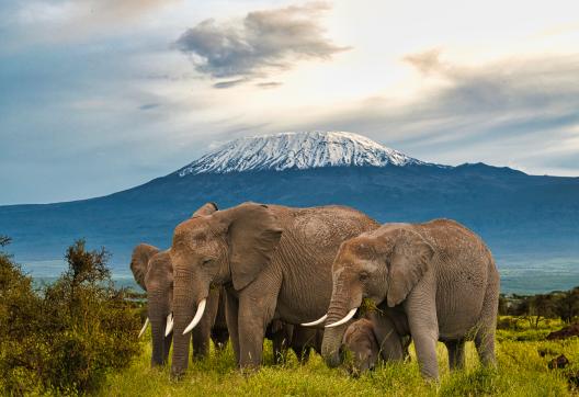 Ascension du mont Kilimandjaro Eléphants devant le Kilimandjaro à Amboseli