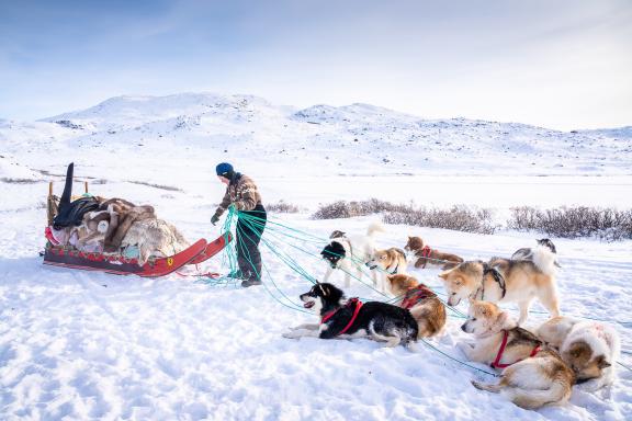 Expédition et traîneau à chiens  à l'Artic Circle Trail