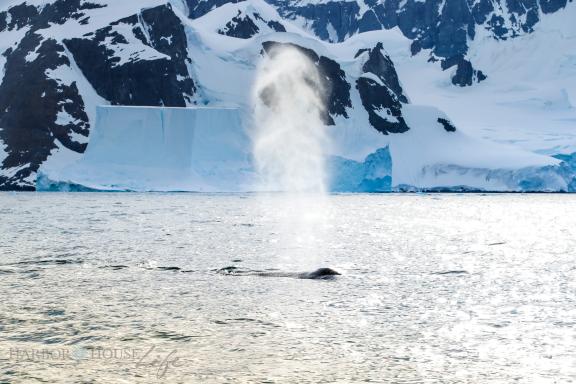 Voyage et baleine en péninsule antarctique