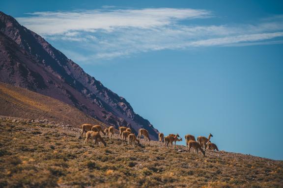 Ascension de l'Aconcagua à 6962 mètres  en Argentine