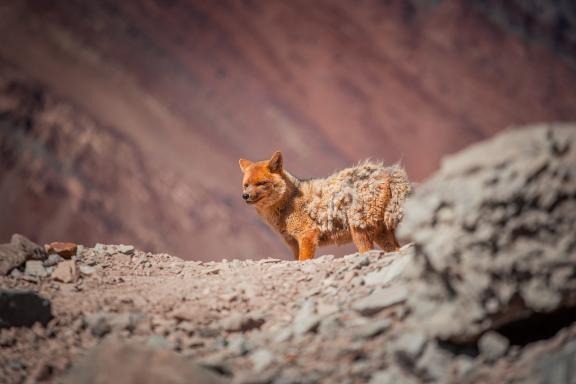 Ascension de l'Aconcagua à 6962 mètres  en Argentine