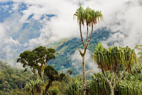 Randonnée à travers la flore des montagnes des Highlands de Papouasie-Nouvelle-Guinée