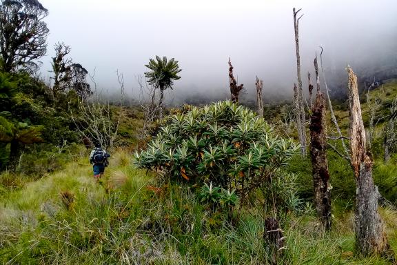 Trek à traveers la flore du mont Wilhelm dans les Highlands de Papouasie-Nouvelle-Guinée